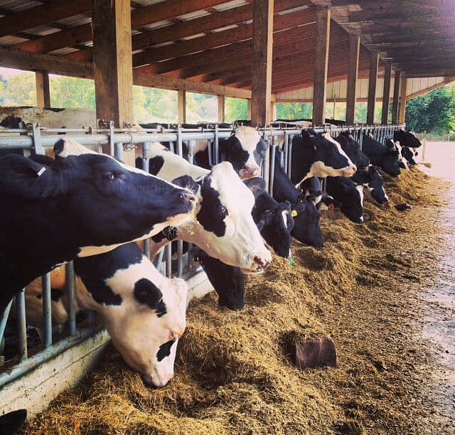 Community Agriculture Program